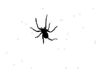 Hvordan å identifisere black widow edderkopper i et hjem. Vanligvis, male, black widow edderkopper er mørk.