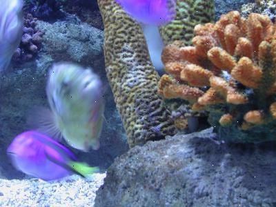 Hvordan du kan dekorere et ferskvann akvarium
