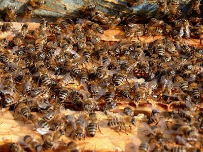 Hvordan å lage en honning bie bikube