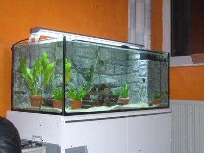 Hvordan bygge en 150 - gallon fisk akvarium